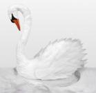 Swan